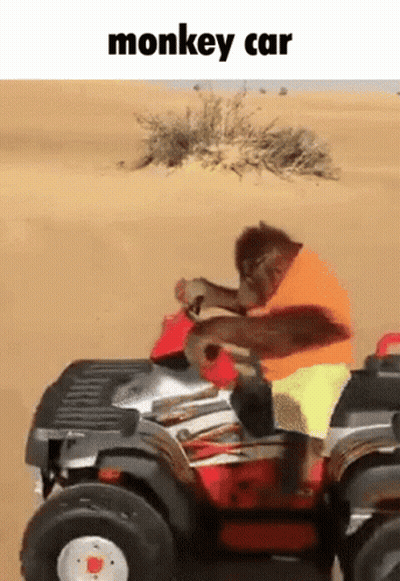 A Monkey Is Riding An Atv In The Desert With The Caption Monkey Car GIF