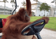 A Monkey Is Sitting In A Golf Cart With A Steering Wheel GIF