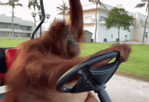 A Monkey Is Sitting In A Golf Cart With Its Arm Up GIF