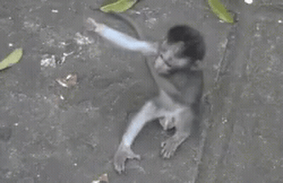A Monkey Is Sitting In A Puddle Of Water With Leaves Around It . GIF