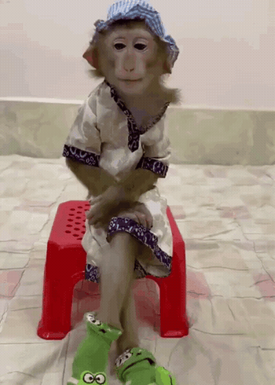 A Monkey Is Sitting On A Red Stool Wearing A Hat And Socks GIF