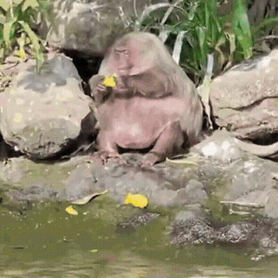 A Monkey Is Sitting On A Rock Eating A Piece Of Fruit GIF