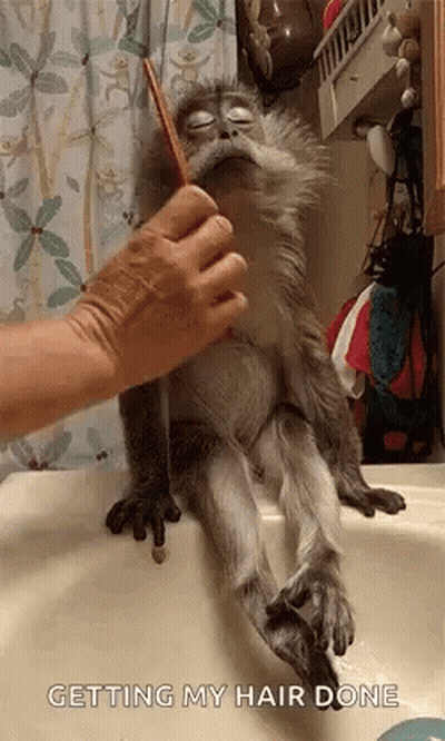 A Monkey Is Sitting On A Sink Getting Its Hair Done . GIF