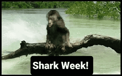 A Monkey Is Sitting On A Tree Branch In The Water With A Sign That Says Shark Week . GIF