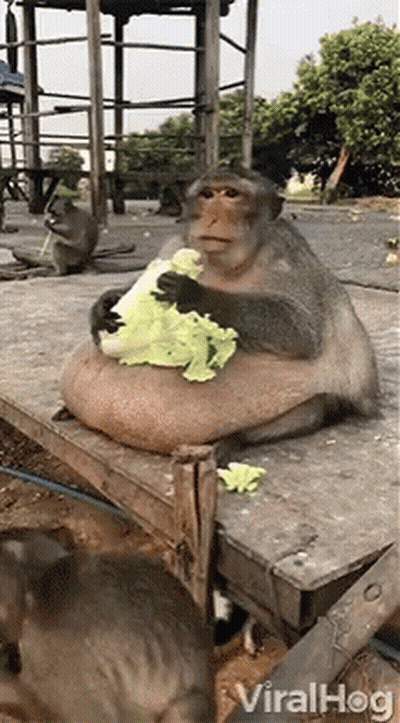 A Monkey Is Sitting On A Wooden Table Eating A Piece Of Lettuce . GIF