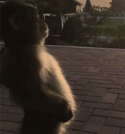 A Monkey Is Sitting On The Ground Looking Down At Something GIF