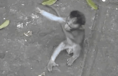 A Monkey Is Sitting On The Ground With Its Hands Up . GIF