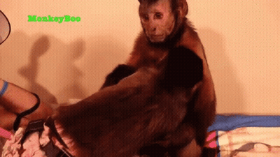 A Monkey Is Sitting On Top Of A Person 'S Shoulder . GIF