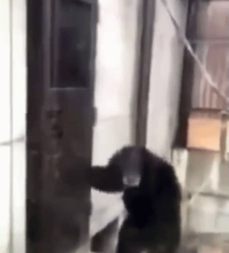 A Monkey Is Standing In A Room Next To A Door . GIF