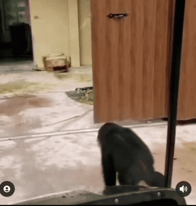 A Monkey Is Standing In Front Of A Wooden Door With The Letter E On The Bottom Right GIF