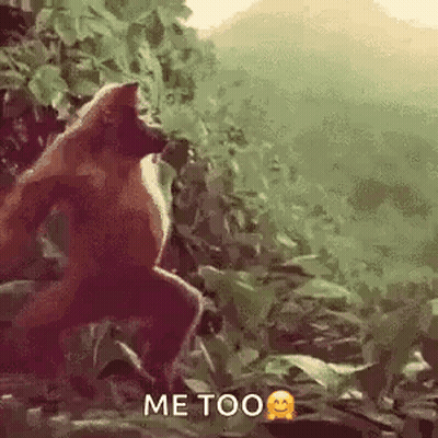 A Monkey Is Standing In The Jungle With The Words `` Me Too '' Written On It . GIF