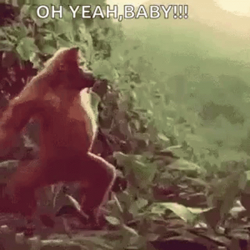 A Monkey Is Standing In The Woods And Says `` Oh Yeah , Baby ! '' GIF