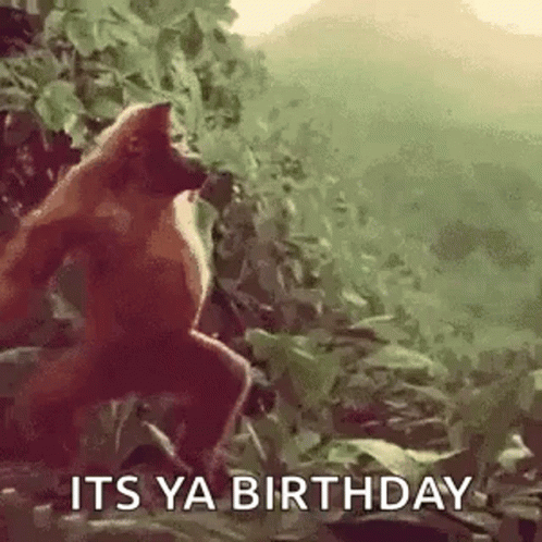 A Monkey Is Standing In The Woods With The Words `` Its Ya Birthday '' Written On It . GIF