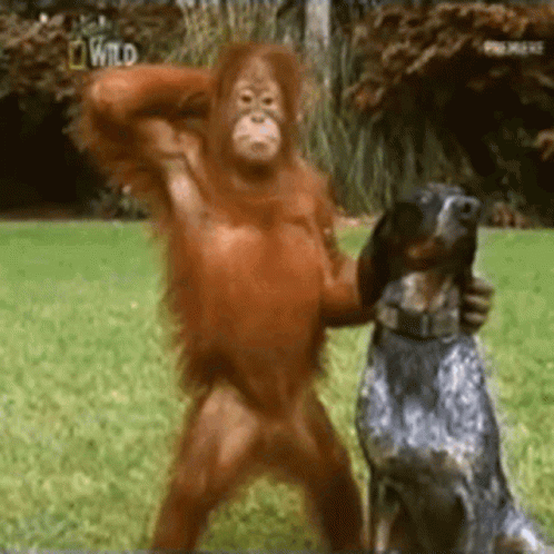 A Monkey Is Standing Next To A Dog With The Word Wild On The Bottom GIF