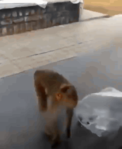 A Monkey Is Standing Next To A Plastic Bag On The Ground GIF