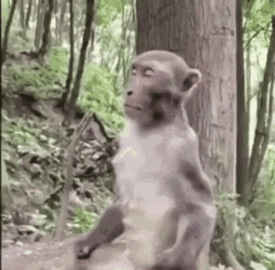 A Monkey Is Standing Next To A Tree In A Forest . GIF