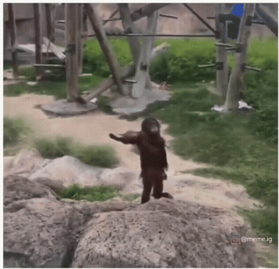 A Monkey Is Standing On A Rock In A Jungle GIF