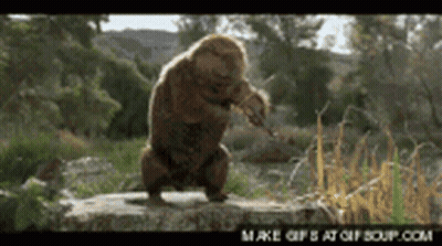 A Monkey Is Standing On A Rock In The Woods GIF