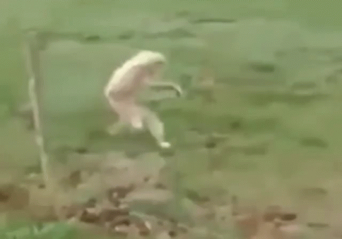 A Monkey Is Walking Across A Grassy Field . GIF