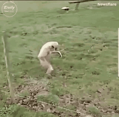A Monkey Is Walking Across A Grassy Field With Its Arms Outstretched . GIF