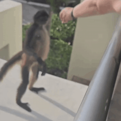 A Monkey Is Walking Down The Stairs Next To A Man . GIF