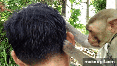 A Monkey Scratching A Man 'S Head With A Make A Gif.com Watermark GIF