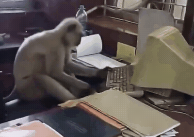 A Monkey Sits At A Desk With A Computer Monitor GIF