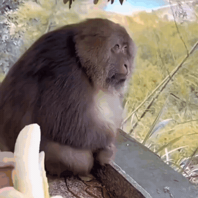 A Monkey Sitting Next To A Banana On A Ledge GIF