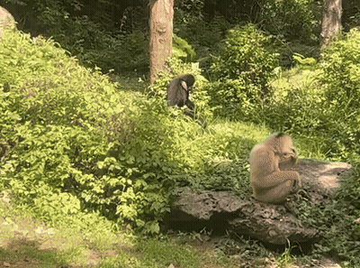 A Monkey Sitting On A Rock In A Lush Green Forest GIF
