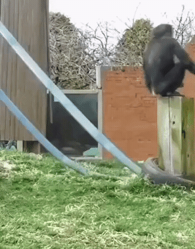 A Monkey Sitting On Top Of A Wooden Post With A Blue Rope Behind It GIF