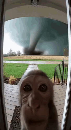 A Monkey Standing In Front Of A Door Looking At A Tornado GIF