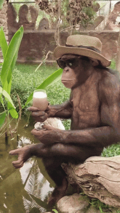 A Monkey Wearing A Hat And Sunglasses Holds A Glass GIF