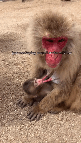 A Monkey With A Red Face Is Nursing A Baby Monkey GIF
