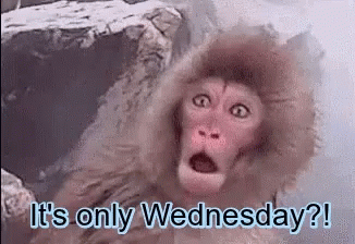 A Monkey With A Surprised Look On Its Face Says It 'S Only Wednesday GIF