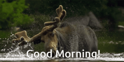 A Moose Is Splashing In The Water And The Words Good Morning Are Below It GIF