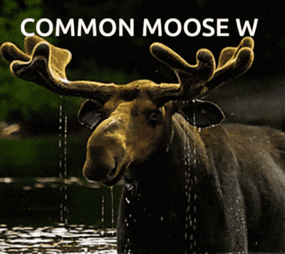 A Moose Is Standing In The Water With The Words Common Moose W On The Bottom GIF