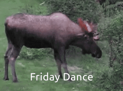 A Moose Is Walking Through A Grassy Field With The Words Friday Dance Written Above It . GIF