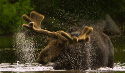 A Moose Splashing In A Body Of Water GIF