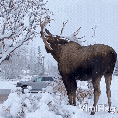 A Moose Standing In The Snow With Viralhog Written On The Bottom Left GIF