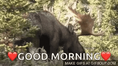 A Moose With Antlers Is Standing In The Woods . GIF