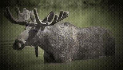 A Moose With Antlers Is Swimming In A Lake . GIF