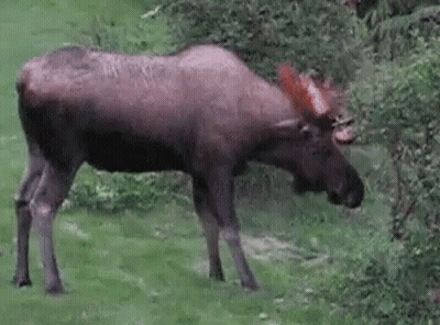 A Moose With Red Antlers Is Grazing In A Field . GIF
