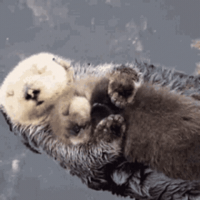 A Mother Otter Is Holding Her Baby Otter In Her Arms While Floating In The Water . GIF