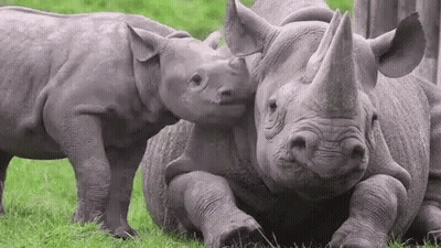 A Mother Rhinoceros And Her Baby Rhinoceros Are Standing Next To Each Other In The Grass . GIF