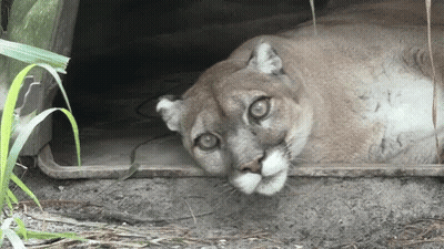A Mountain Lion Is Laying In The Dirt Looking At The Camera GIF