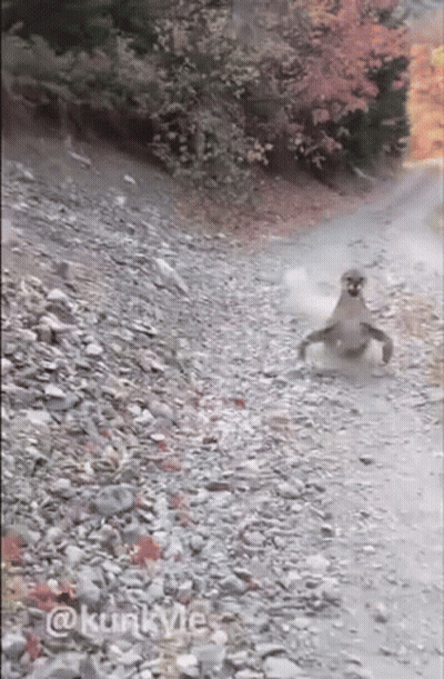 A Mountain Lion Is Walking Down A Rocky Road In The Woods . GIF