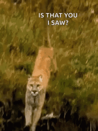 A Mountain Lion Is Walking Through A Grassy Field And Says Is That You I Saw . GIF