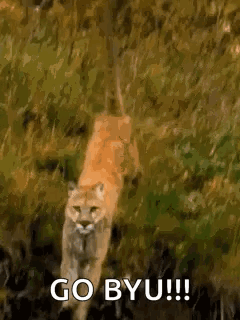A Mountain Lion Is Walking Through The Grass With The Words `` Go Byu '' Written On It . GIF