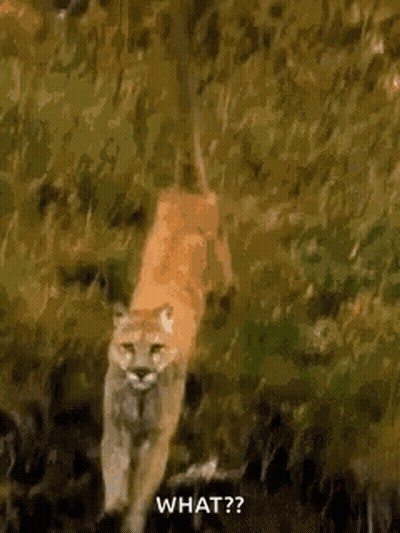 A Mountain Lion Is Walking Through The Woods And Says `` What ? '' GIF