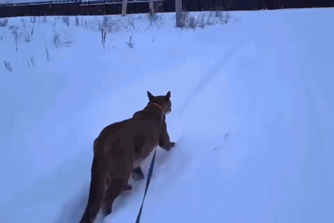 A Mountain Lion On A Leash Is Walking Through The Snow . GIF